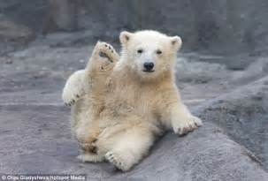 Polar Bear Cub Does Yoga At Moscow Zoo Daily Mail Online