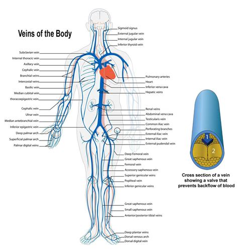 Major Arteries And Veins Of The Body