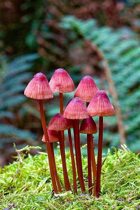 431 Best Images About Fabulous Fungi And Mushrooms On Pinterest Edible