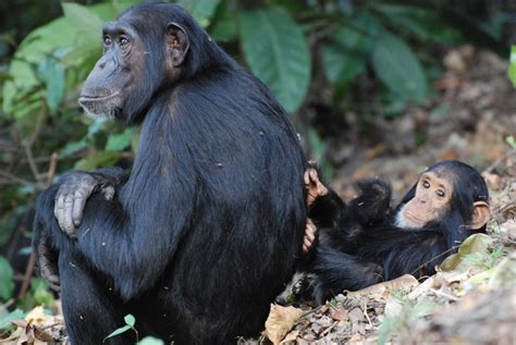 Chimpanzees Early Social Interactions May Affect Sex Specific Behaviors Gw Today The George