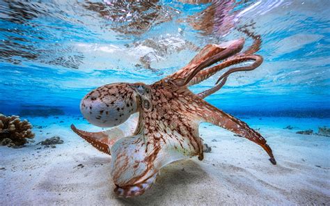 Download Wallpapers Octopus Underwater Sea Wildlife Octopoda For