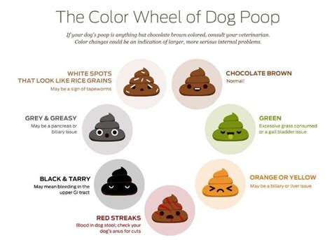 Dog Poop Color Chart What It Shows About Your Chis Health I Love