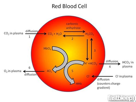 Congenital red blood cell (rbc) disorders, such as hemoglobinopathies, are frequent. Red Blood Cell Diagrams