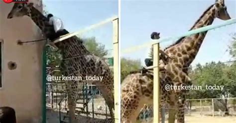 Bonkers Clip Of ‘drunk Man Riding Giraffe After Jumping Over Zoo Fence