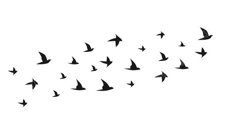 Gambar Burung Terbang Vektor Burung Burung Vektor Burung Burung
