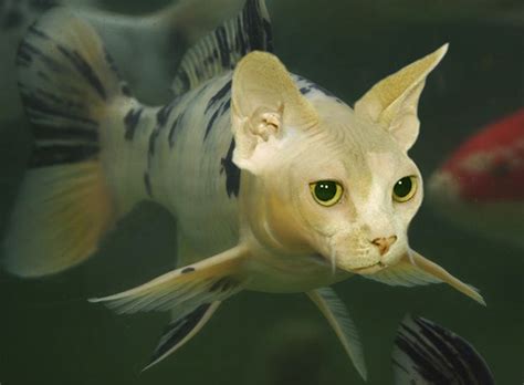 Catfish By Mceric On Deviantart Animal Mashups Weird Animals Wild