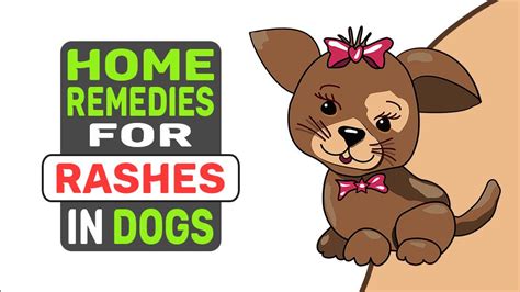 Home Remedies For Rashes In Dogs My Pets Routine