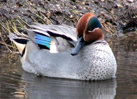 Common Teal Common Teal Anas Crecca Showing His Colours Christine