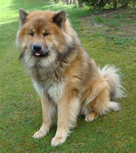 Hund Eurasier Hunde Tipi Fressnapf