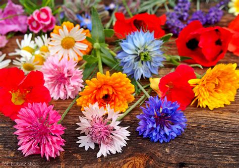 Letnie Kwiaty Jadalne Bez OgrÓdek Blog Ogrodniczy