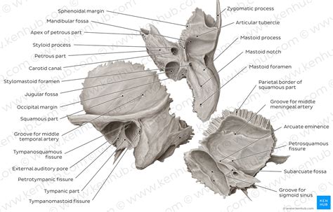 Temporal Bone Anatomy Parts Sutures And Foramina Kenhub