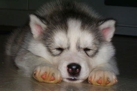 Husky Puppies Archives Fuzzy Today