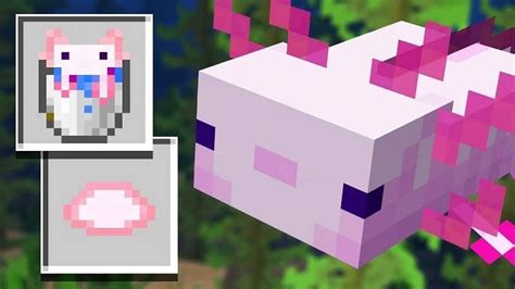 Axolotl Minecraft Axolotls Addon Â Minecraft Pe To Get Minecraft