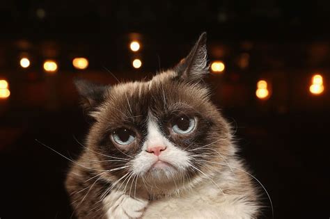 Grumpy Cat Has Died At Age 7 What Was Her Net Worth