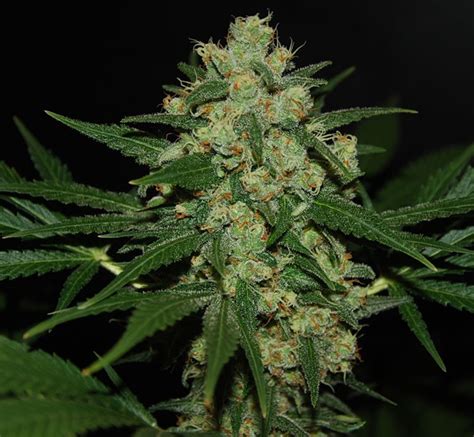 Hawaiian Afghan Expert Seeds Cannabis Strain Info