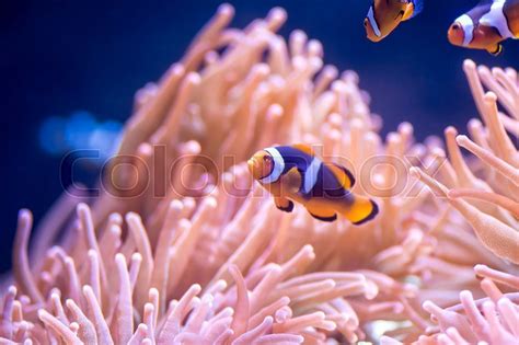 Colorful Clown Fish Swimming By Anemone At A Coral Reef Stock Photo