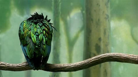 green colored bird wallpapers hd wallpapers id