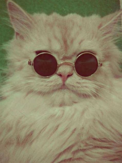 25 Of The Most Stylish Cats Youll Ever See Hipster Cat Cool Cats