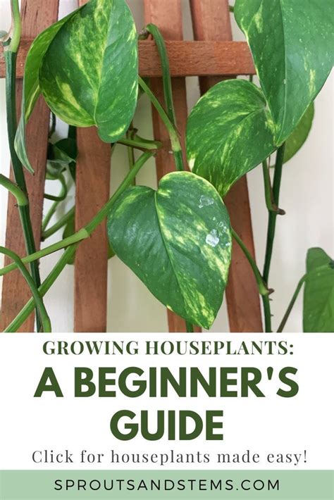 A Beginners Guide To Growing Houseplants House Plant Care Plant
