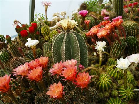 Midwest Cactus And Succulent Show And Plant Sale Is Part Of Big Spring