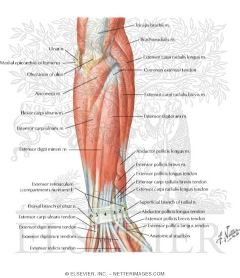 Muscles Of Forearm Superficial Layer Posterior View Anatomy Superior