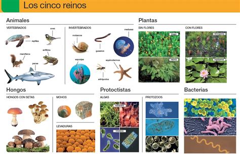 ¿quÉ Lees Los Cinco Reinos De Los Seres Vivos 6º