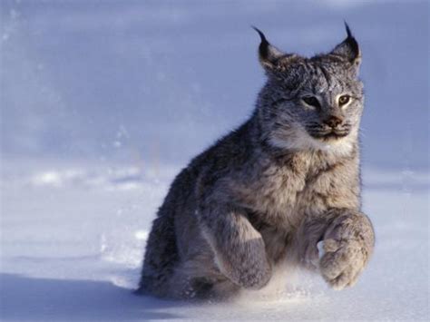 Canada Lynx Lynx Canadensis Running Through Snow Photographic Print
