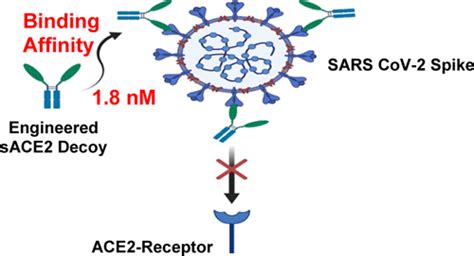 Computationally Designed Ace2 Decoy Receptor Binds Sars Cov 2 Spike S