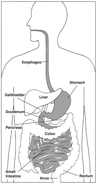 The Digestive System Focusing On The Esophagus Stomach Duodenum And
