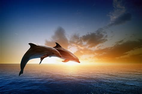 Tiere Delfin Hd Wallpaper