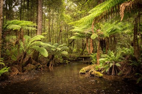 Australia S Largest Temperate Rainforest Is Under Threat Wildark