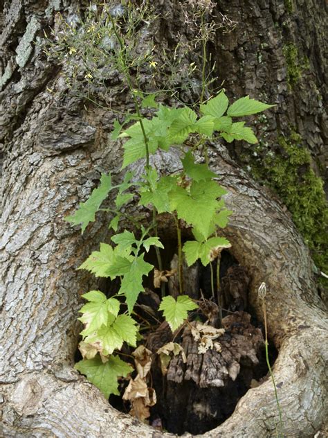 Free Images Tree Nature Forest Meadow Leaf Stump Flower Trunk