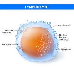 Lymphocyte Stock Vector Illustration Of Adaptive Microbiology 68633345