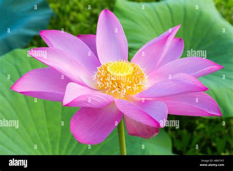 Blooming Lotus Flower Stock Photo Alamy