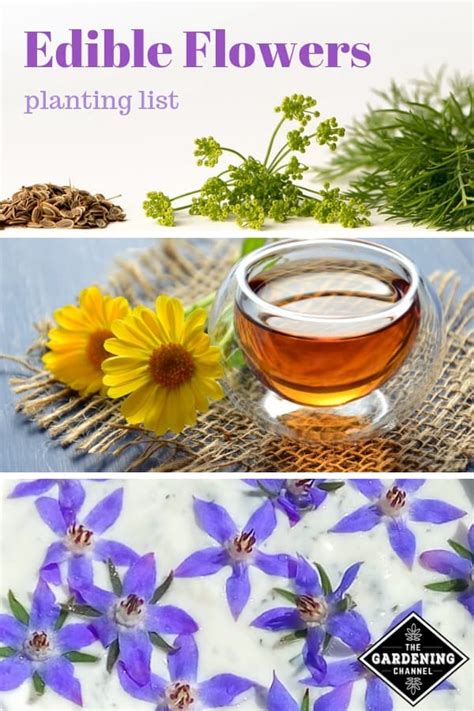 Today, many restaurant chefs and innovative home cooks the secret to success when using edible flowers is to keep the dish simple, do not add to many other flavors that will over power the delicate taste of the. List of Edible Flowers from A to Z - Gardening Channel
