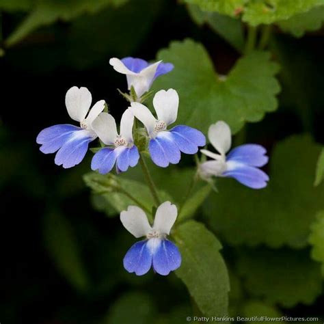 Blue Eyed Mary Wild Flowers Wildflower Photo Blue Garden