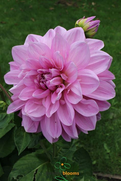 Dahlia Lilac Time Brighter Blooms