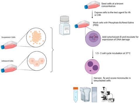 Frontiers In Vitro Micronucleus Assay Method For Assessment Of Nanomaterials Using Cytochalasin B