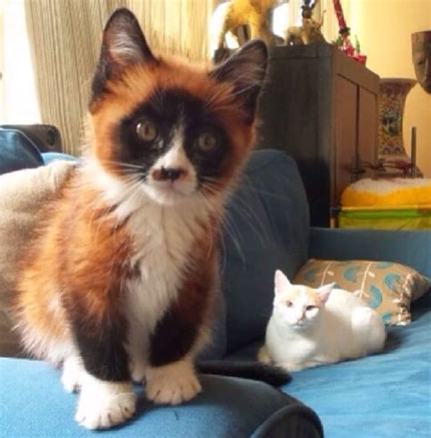 This Catfoxpanda Hybrid Funny Internet Cats Pictures Popsugar