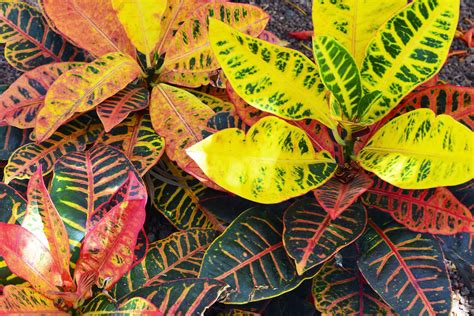15 What Plants Look Good With Crotons Mirinclarisse