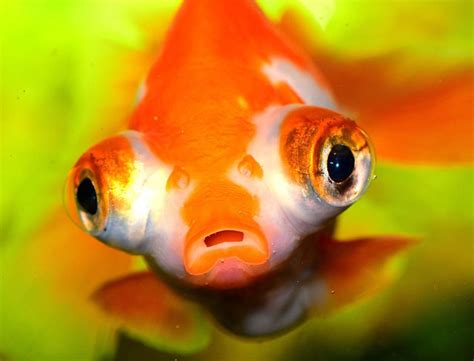 Goldfish Eyes Vlrengbr