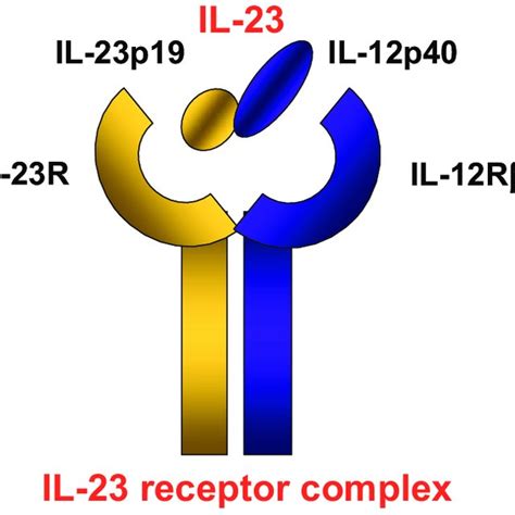 The Interleukin Il 23th17 Axis In The Immunopathogenesis Of