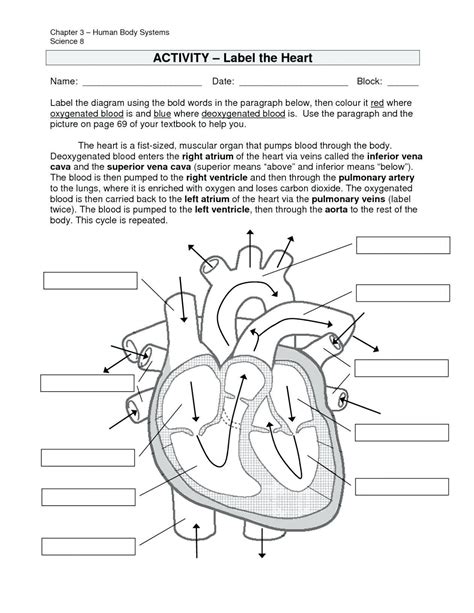 Human Circulatory System Worksheet