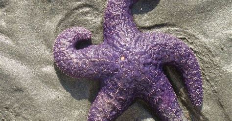 Purple Starfish All Things Purple Pinterest Vancouver Island