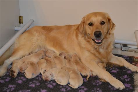 We can provide you with the puppy you have been looking for along with the dedicated service that you deserve. KC Reg.Show Bred Golden Retriever Puppies for Sale | Morpeth, Northumberland | Pets4Homes