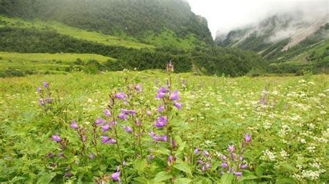 Best time to visit the valley of flowers. Best time to visit Valley of Flowers in Uttarakhand ...