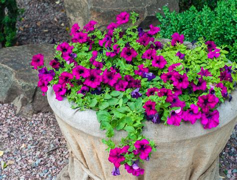 8 Tips For Growing Morning Glory in Pots