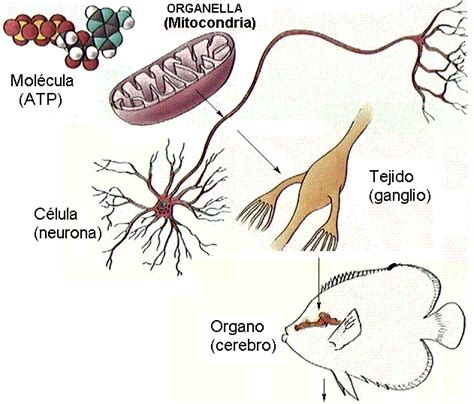 los seres vivos y sus niveles de organización biología y geología de 1º bachillerato