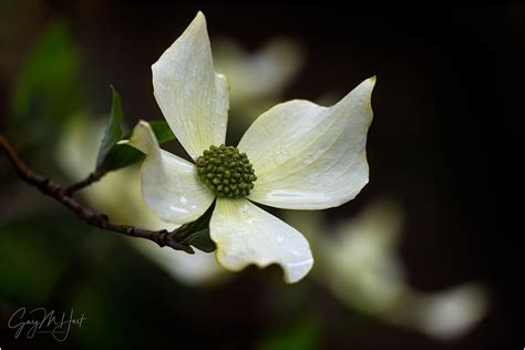 The Dogwood Days Of Spring Eloquent Images By Gary Hart