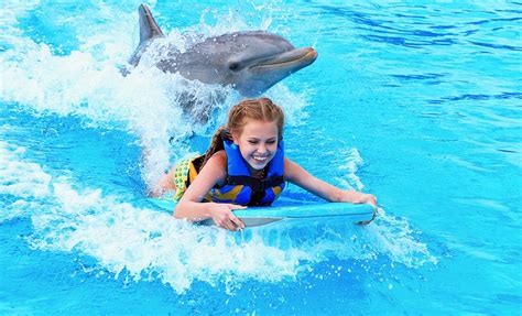 Grand Cayman Dolphin Swim Adventure And Turtle Farm Cruise Tour